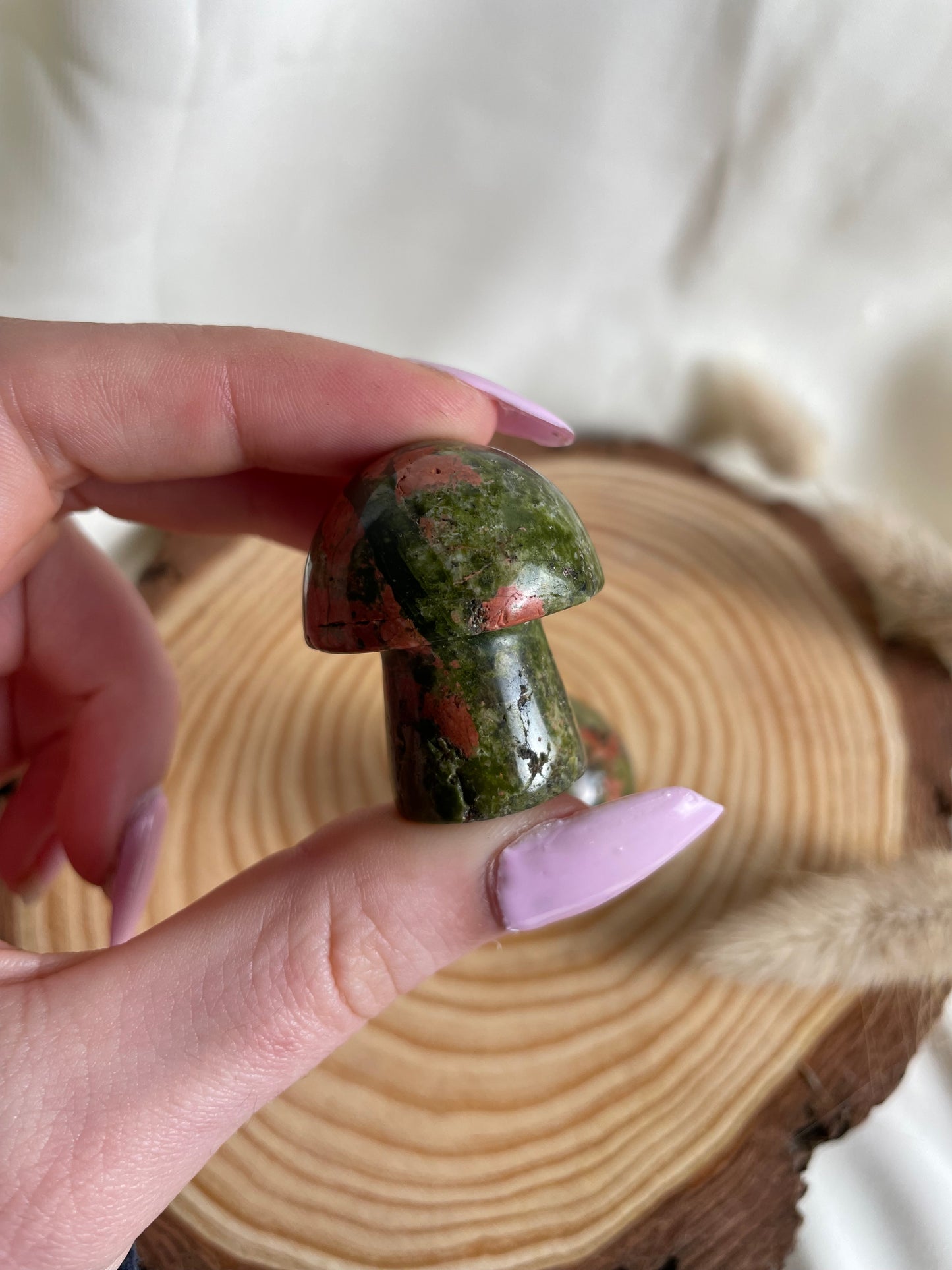 Pilze (verschiedene Sorten)