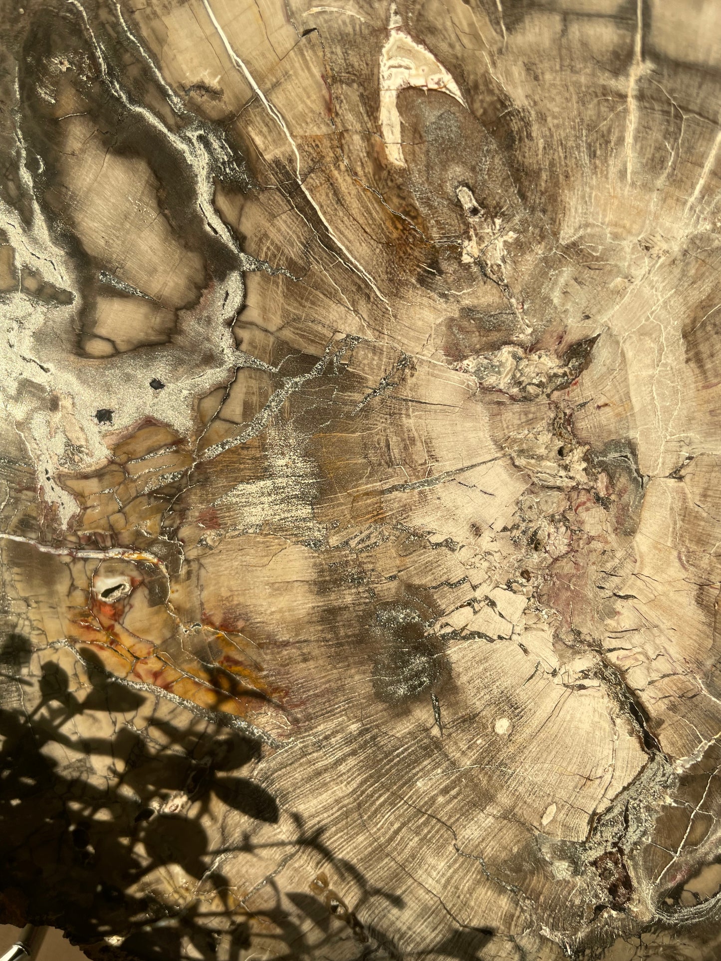 XXL Versteinertes Holz Scheibe, A-Qualität, 22cm