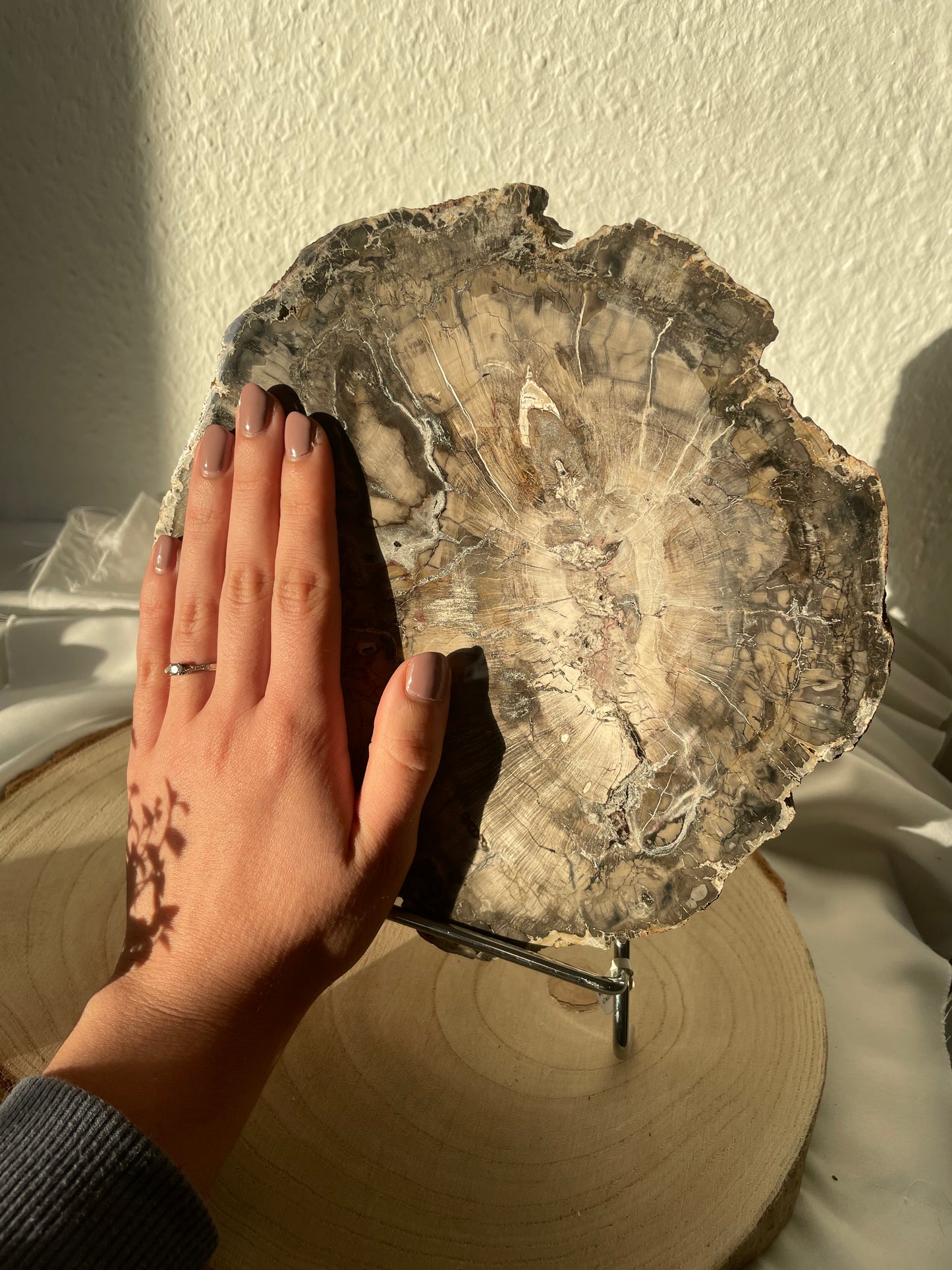 XXL Versteinertes Holz Scheibe, A-Qualität, 22cm