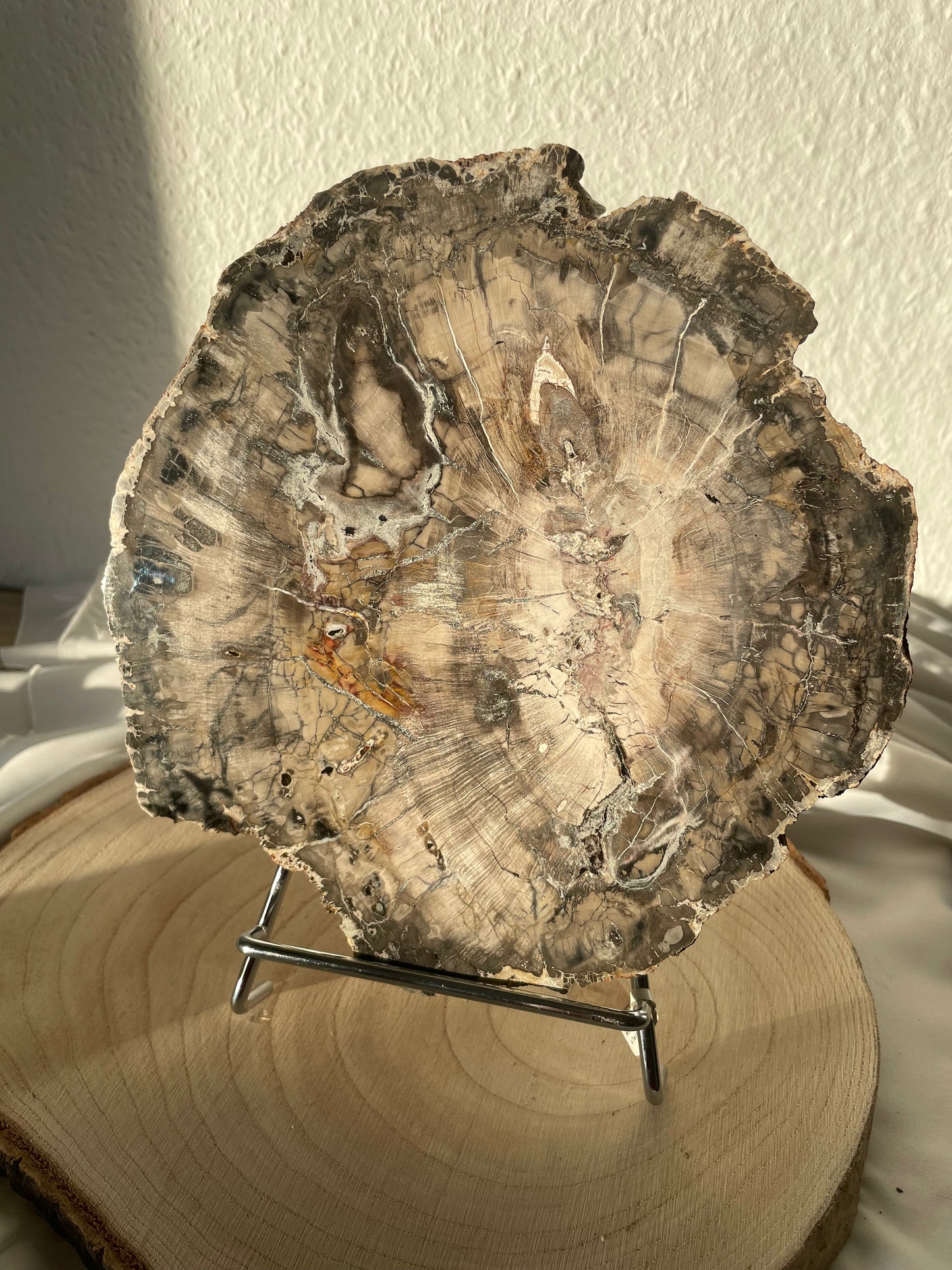 XXL Versteinertes Holz Scheibe, A-Qualität, 22cm