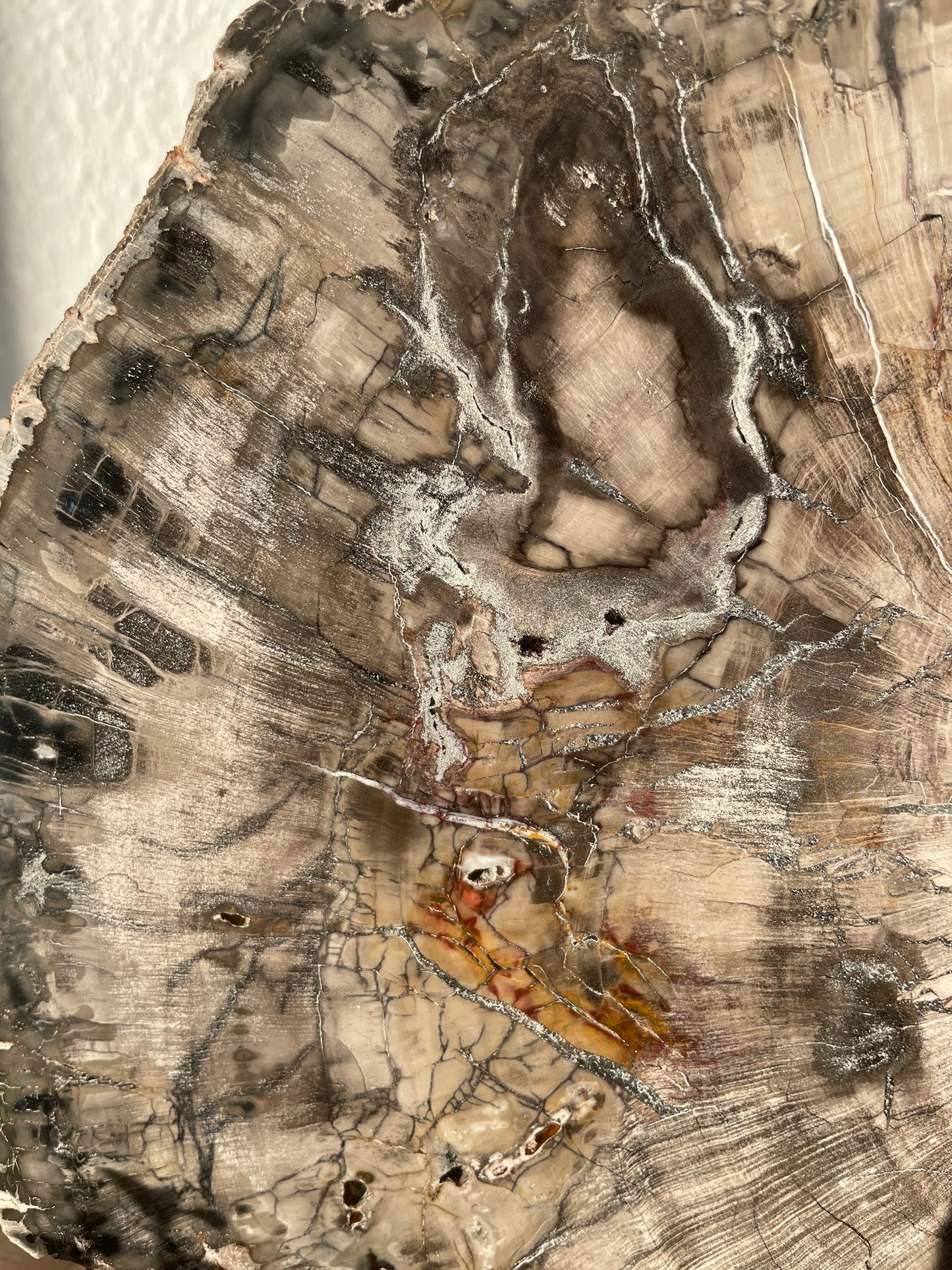 XXL Versteinertes Holz Scheibe, A-Qualität, 22cm