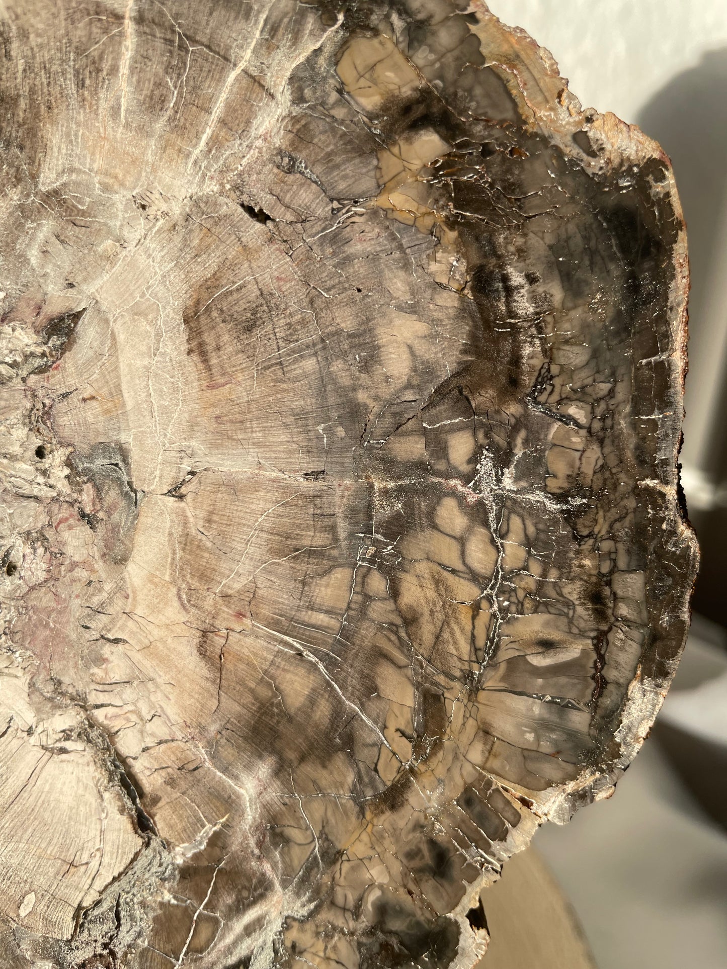 XXL Versteinertes Holz Scheibe, A-Qualität, 22cm