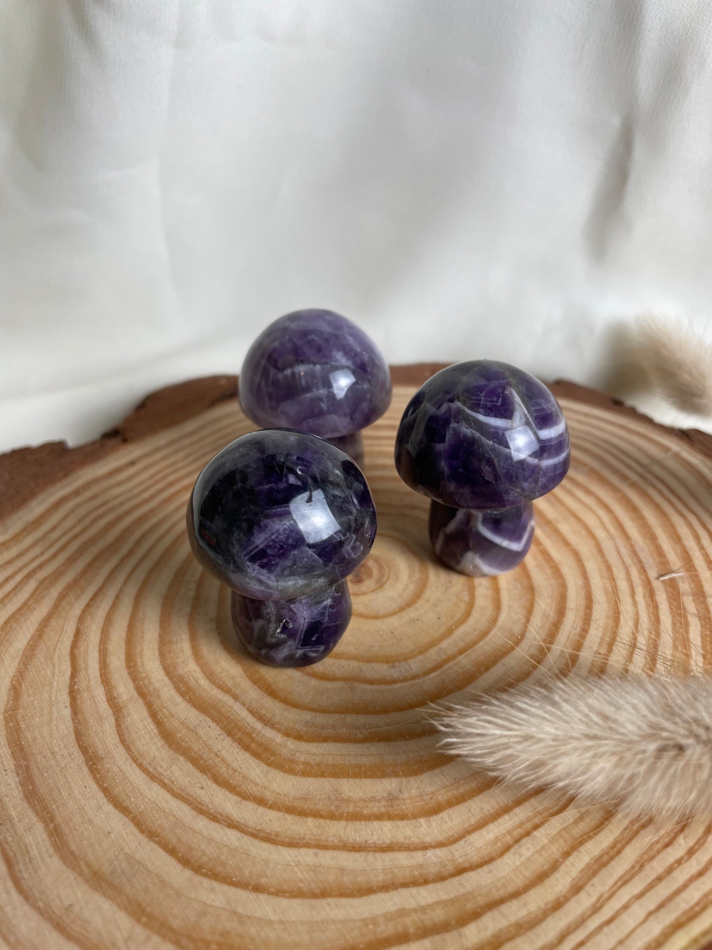 Pilze (verschiedene Sorten)