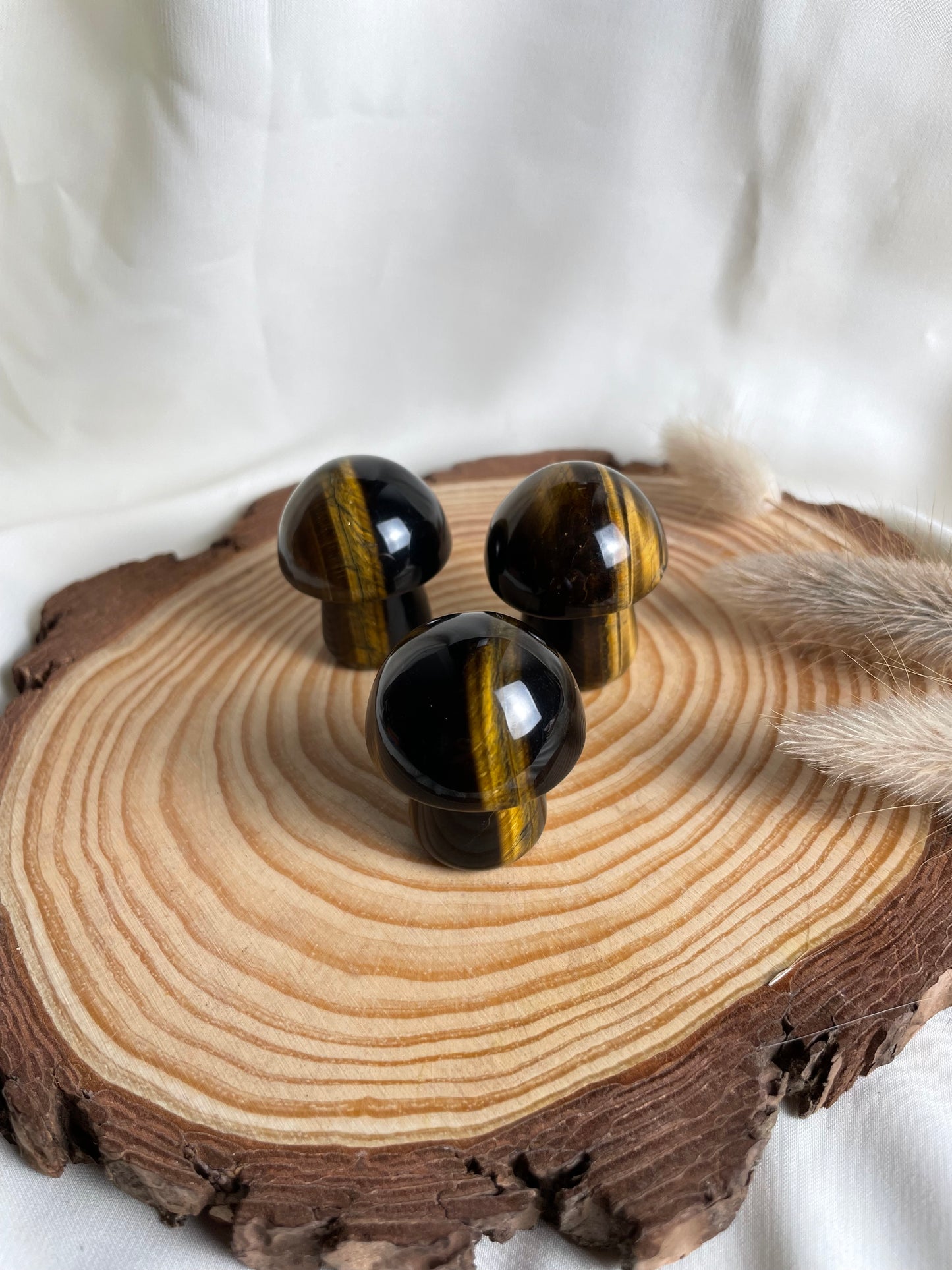 Pilze (verschiedene Sorten)